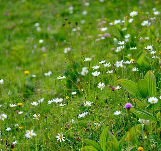 Appartamento Hoelderle Damuels